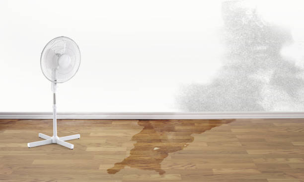 Best Ceiling water damage repair  in Crystal, MN
