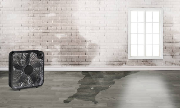 Best Flood damage cleanup  in Crystal, MN